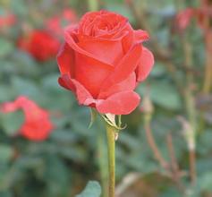 �㶫�齫������Ƶ������һ����Ա�Կ���ʮ���� �쵼������ͥ�������...